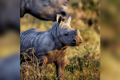 World Rhino Day - 22 September